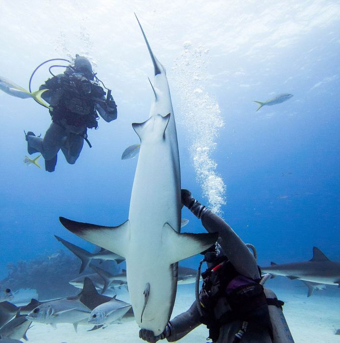 hypnotised shark