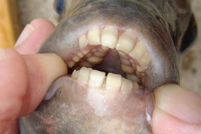 pacu fish