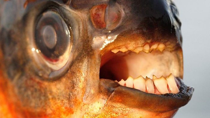 pacu fish