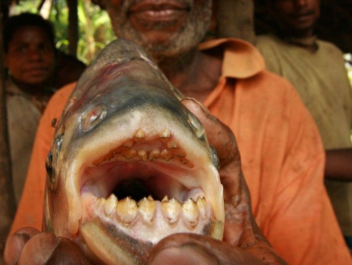 pacu fish