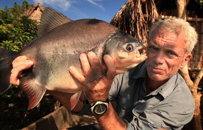 pacu fish