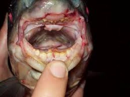 pacu fish