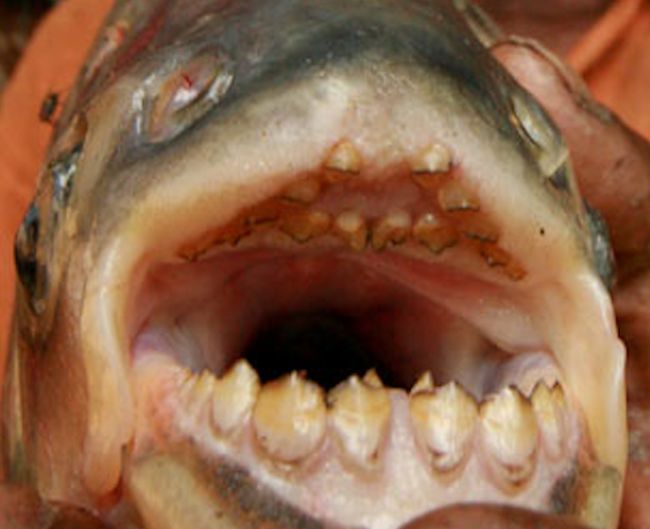 pacu fish