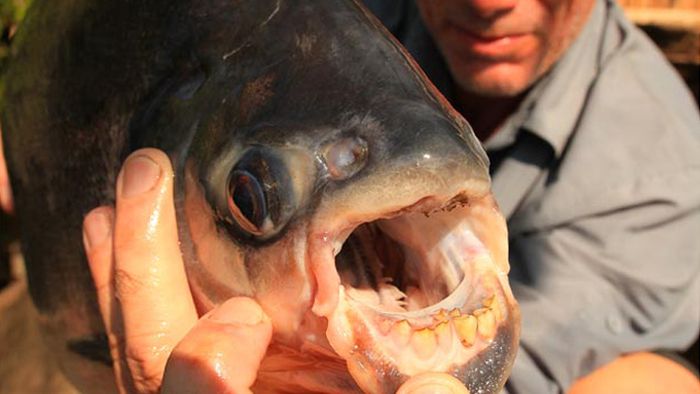 pacu fish