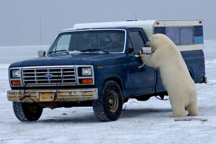 Polar bear inspects a car, Alaska, United States