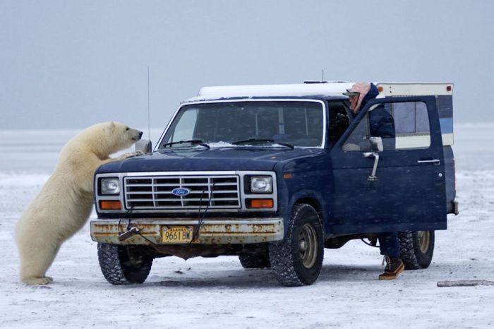 Polar bear inspects a car, Alaska, United States