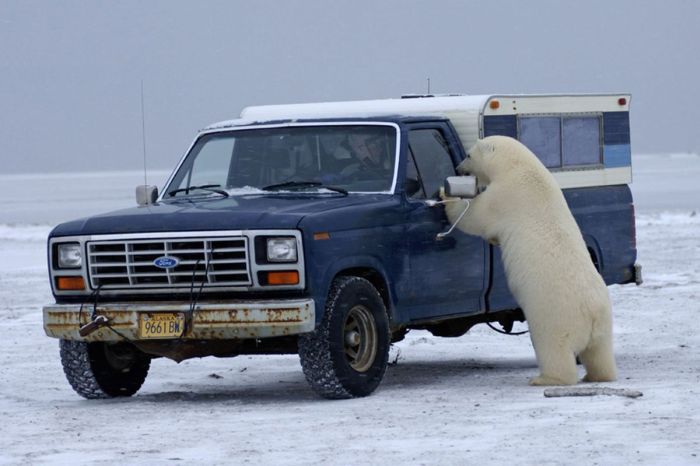 Polar bear inspects a car, Alaska, United States