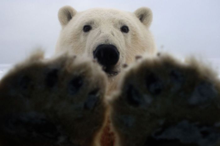 Polar bear inspects a car, Alaska, United States