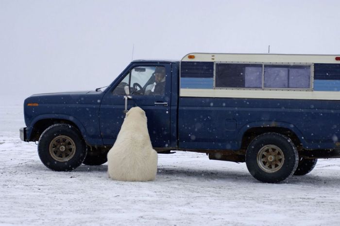 Polar bear inspects a car, Alaska, United States