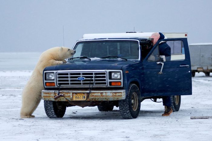 Polar bear inspects a car, Alaska, United States