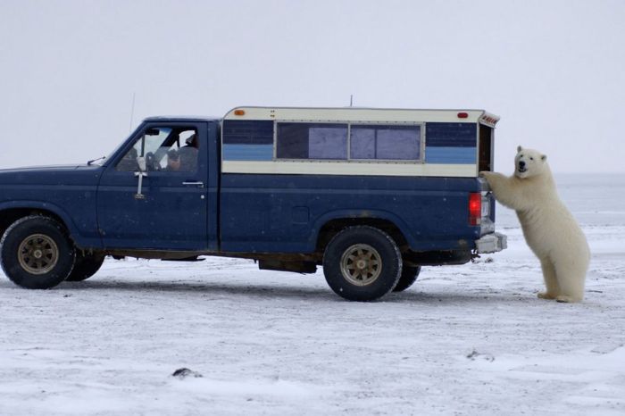 Polar bear inspects a car, Alaska, United States