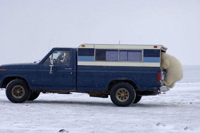 Polar bear inspects a car, Alaska, United States