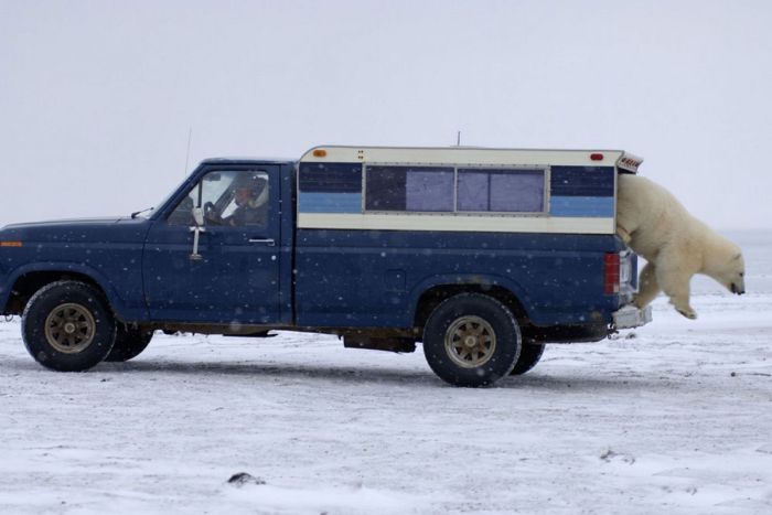 Polar bear inspects a car, Alaska, United States