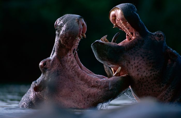animal photography