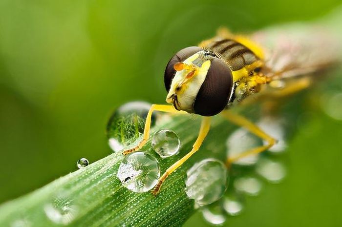 insect macro photography