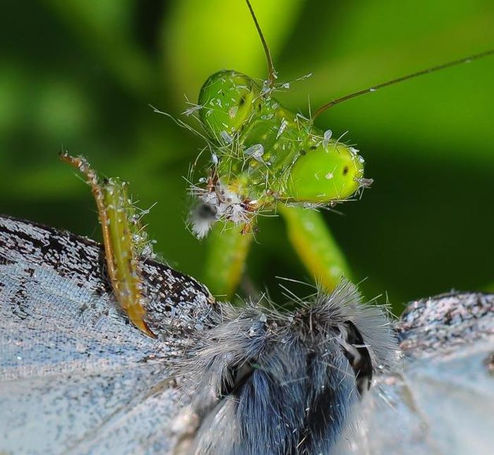 insect macro photography