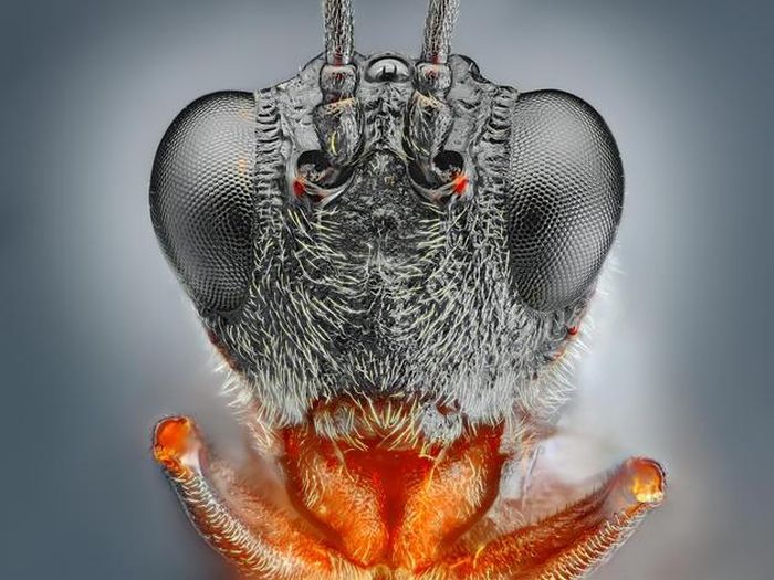 insect macro photography