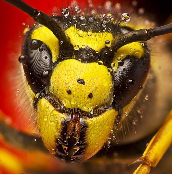 insect macro photography