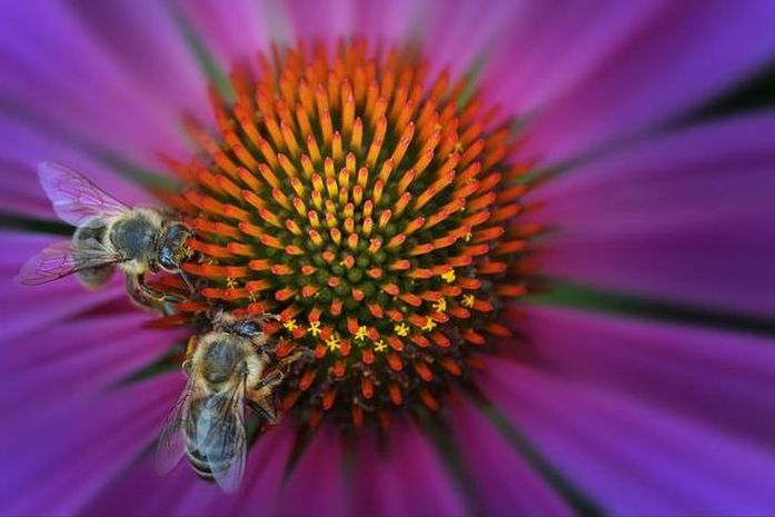 insect macro photography