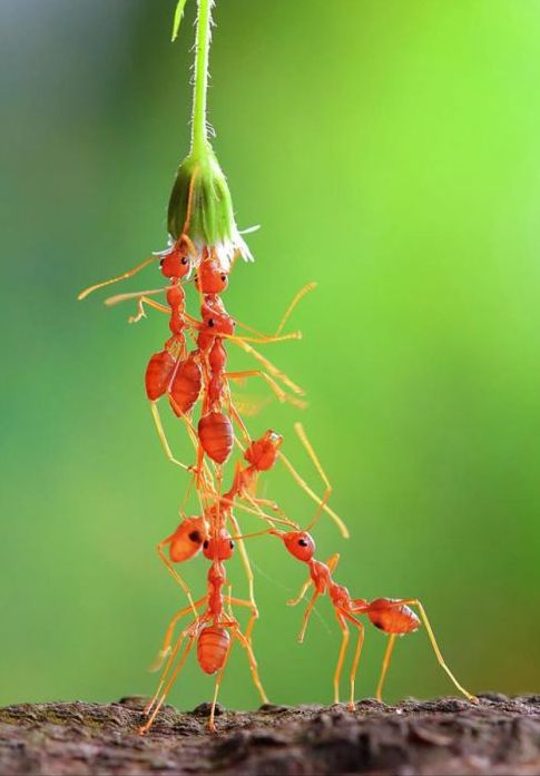 insect macro photography