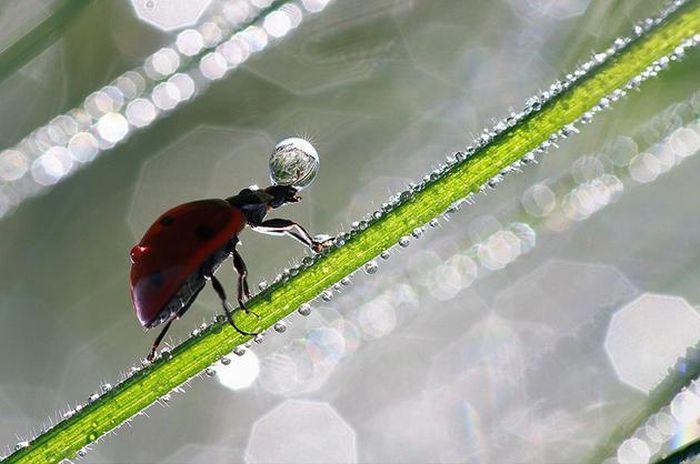 insect macro photography