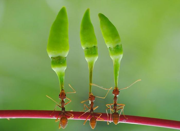 insect macro photography