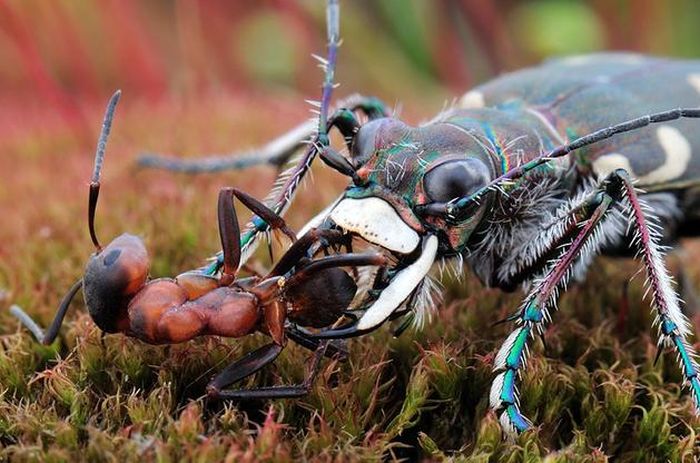 insect macro photography