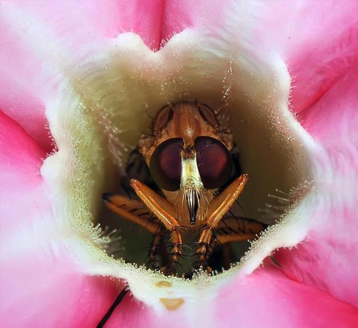 insect macro photography