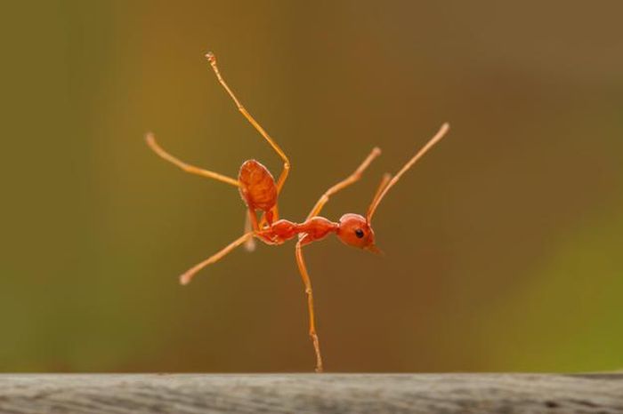 insect macro photography