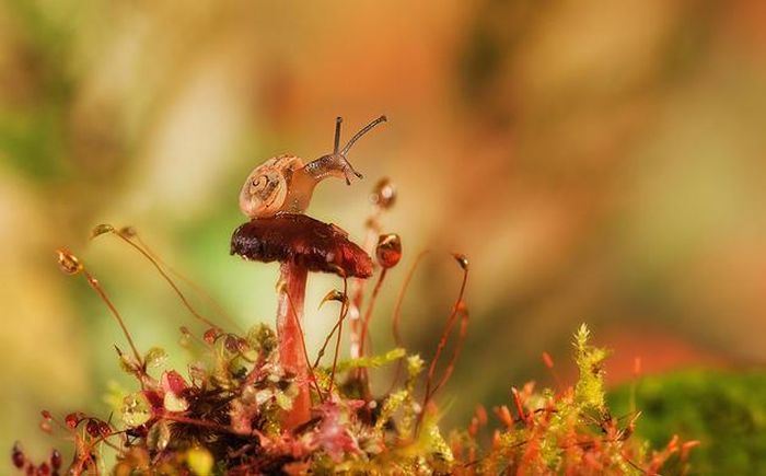 insect macro photography