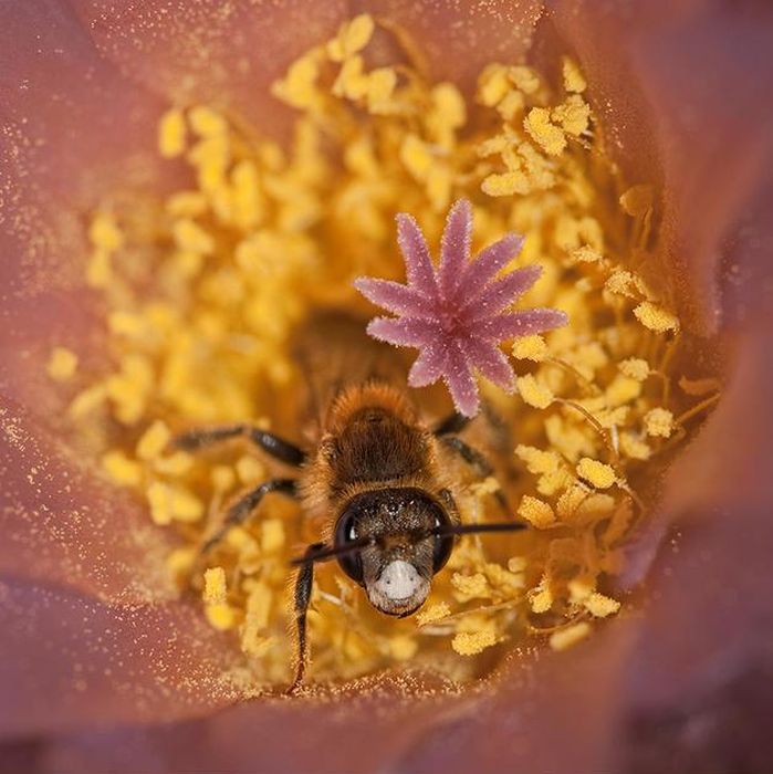 insect macro photography