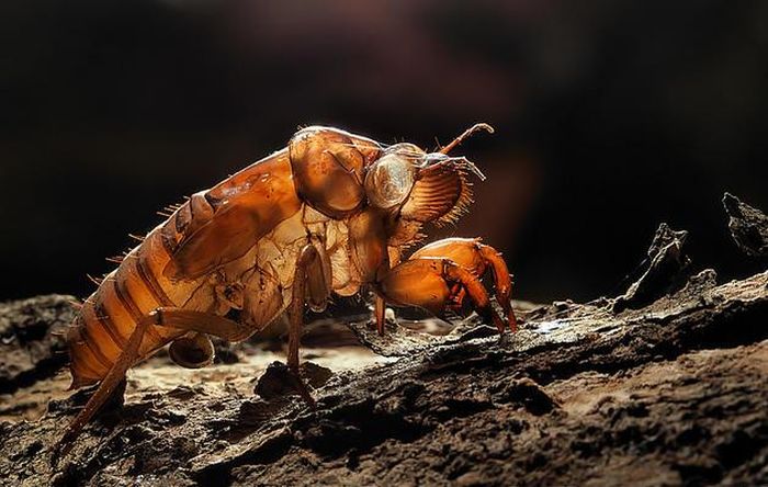 insect macro photography