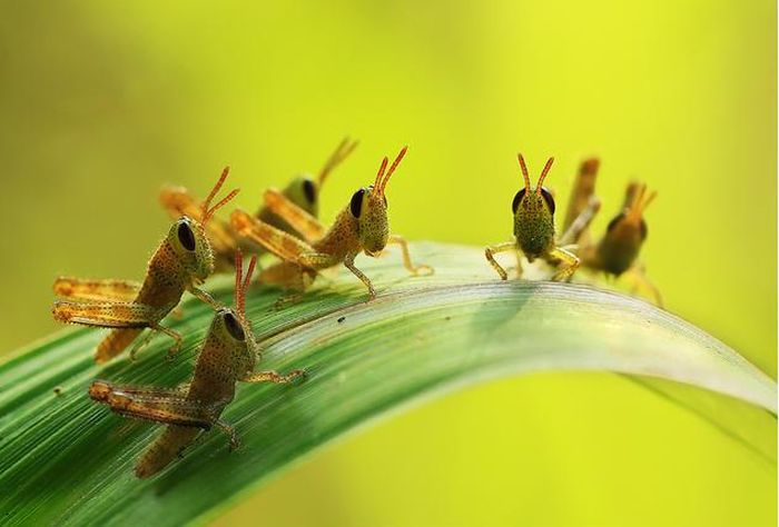 insect macro photography