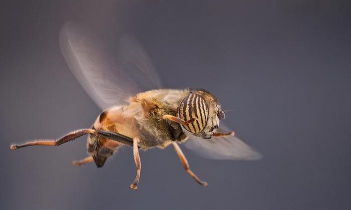 insect macro photography