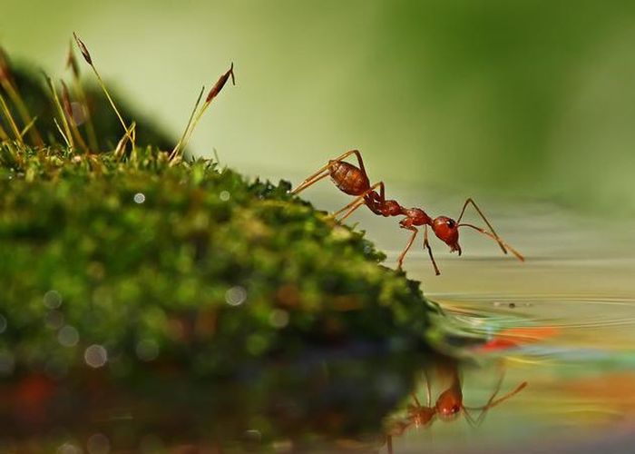 insect macro photography