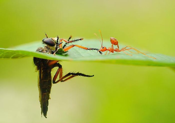 insect macro photography