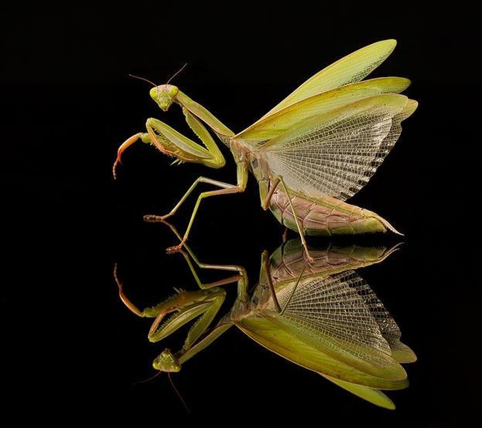 insect macro photography