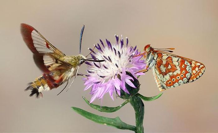 insect macro photography