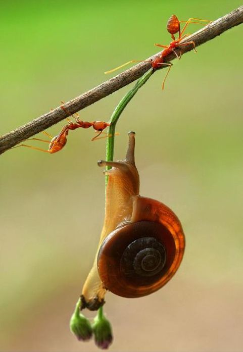 insect macro photography