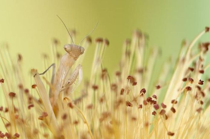 insect macro photography