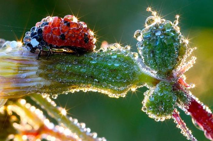 insect macro photography