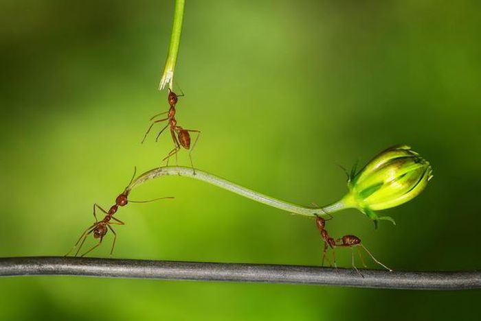 insect macro photography