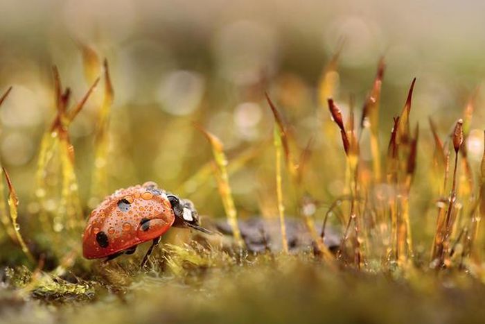 insect macro photography