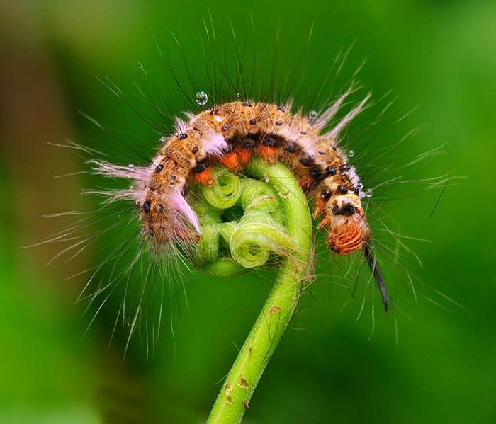 insect macro photography