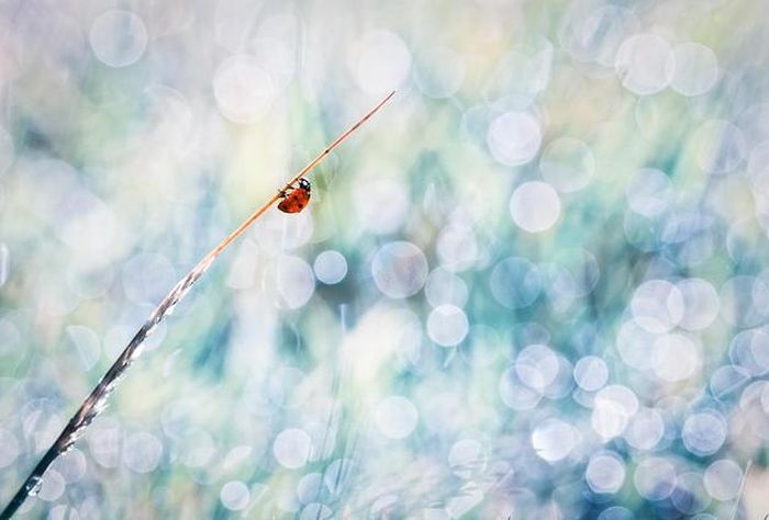 insect macro photography