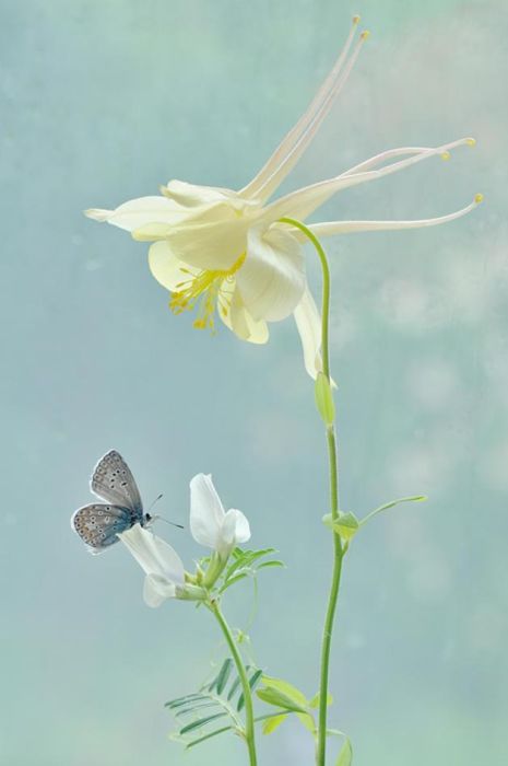 insect macro photography