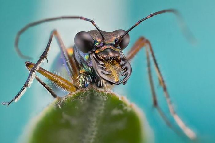 insect macro photography