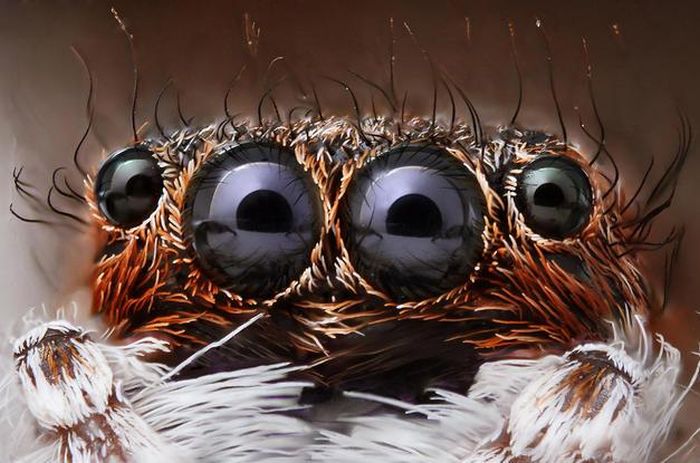 insect macro photography