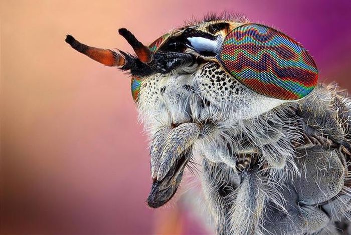 insect macro photography