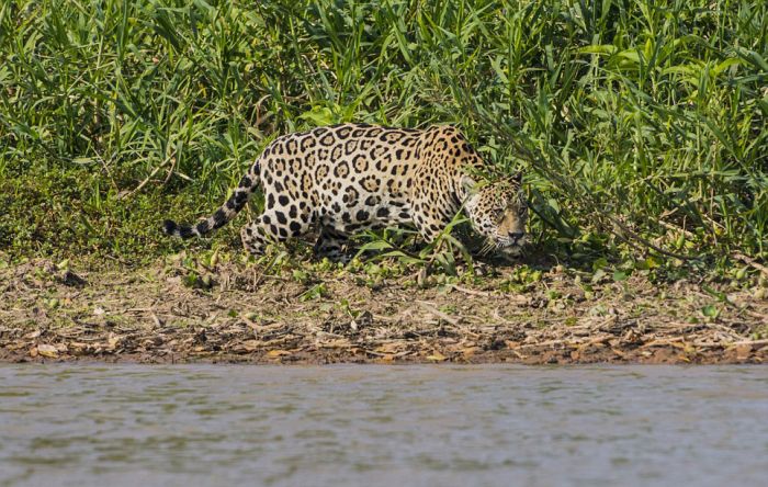 jaguar hunts for a crocodile